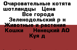 Очаровательные котята шотландцы › Цена ­ 2 000 - Все города, Зеленодольский р-н Животные и растения » Кошки   . Ненецкий АО,Куя д.